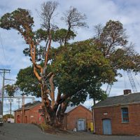 Dockyard's Big Tree – End of an Era