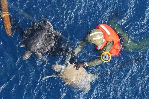 Airforce Cpl Rob Stoodley attempts to free entangled sea turtles