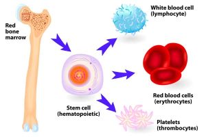 Stem cell graphic