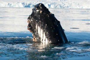 humpback whale head