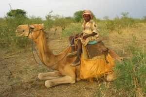 Nomad child on a camel