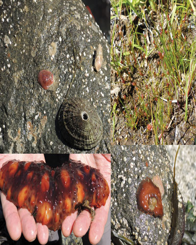 (background) A Keyhole Limpet (Hemocyanin), is attached to a large rock that was pulled from a tidal pool. (top right) Photo by Metchosin Biodiversity Project Biodiveristy project botanists took a photograph of this patch of rush discovered at the training centre which they believe to be a rare species known as Juncus Kelloggii. A sample of the plant is undergoing further analysis by the group before its authenticity can be confirmed. (bottom left)  Photos by Peter Mallett, Lookout A Giant California Sea Cucumber (Parastichopus Californicus) is another animal found in shoreline waters.