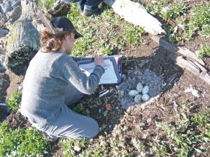 Wildlife Technician Lorraine Crinkley documents the number of eggs addled for reporting to Environment Canada.