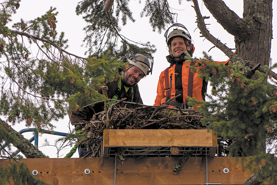 Graham Smith and Kevin Linka of Davey Tree Canada finish relocating the bald eagle nest on Signal Hill. Photo by Cpl Andre Maillet, MARPAC Imaging Services