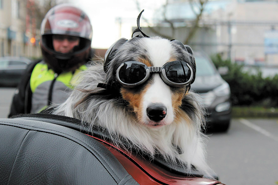 Cully, a four-year-old Australian Shepherd.