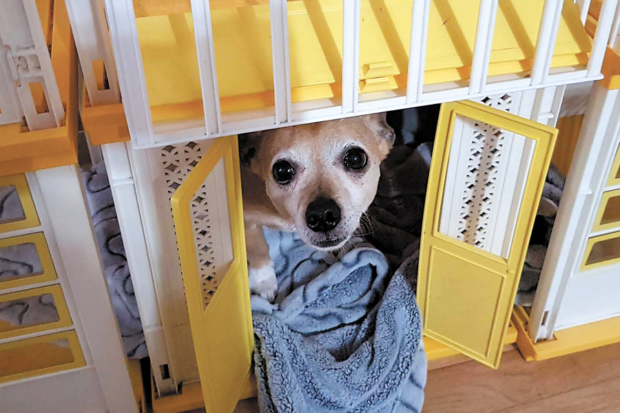 Former Su Casa rescue dog Boots looks up from the front door of a playhouse built for him by his owner in his new adopted home.