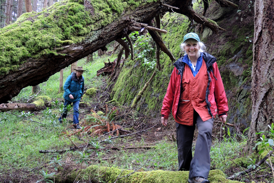 Metchosin Biodiversity co-founder Moralea Milne walks under a large moss-covered fallen tree as the group makes their way down a slope at Mary Hill during Bioblitz 2017.