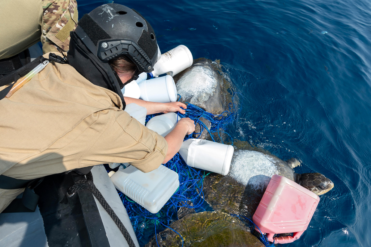 A crew member from HMCS Whitehorse rescues sea turtles trapped in netting in the Pacific Ocean during Operation Caribbe. Photo by Op Caribbe Imagery Technician