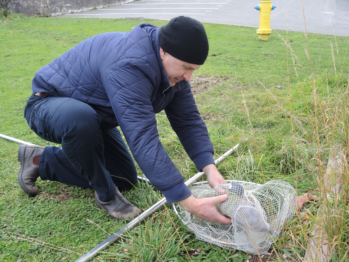 A participant in the Oiled Wildlife Preparedness Response Training Course practices proper handling skills after capturing a decoy duck with his net during the hands-on portion of the course. Photo by Peter Mallett, Lookout
