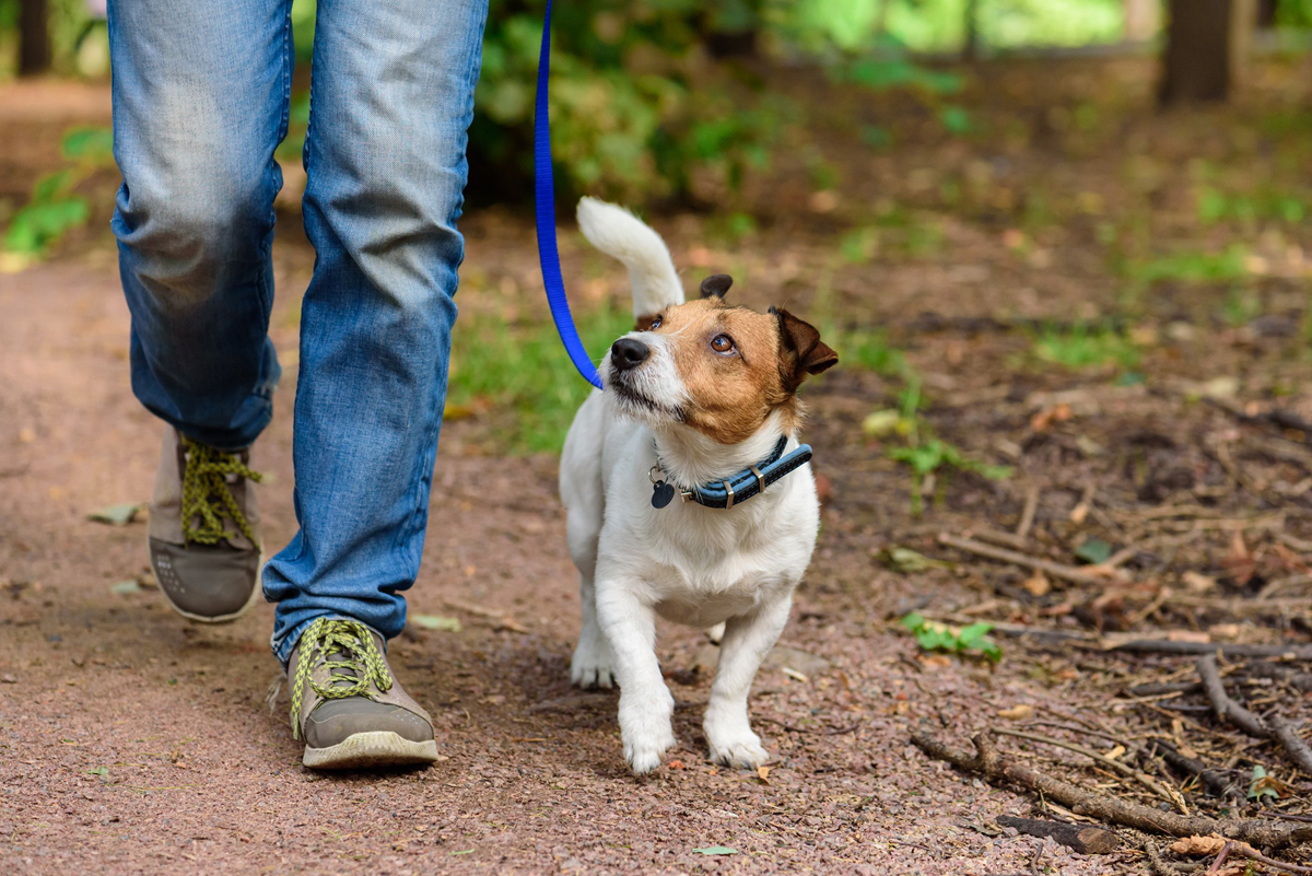 Is An Hour Walk Good For A Dog