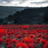 Seeking the families of Canadian Army soldiers missing in Korea