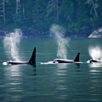 Orcas off Vancouver Island. Stock photo