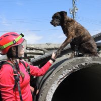 <strong>K9 team finds success in ‘Quake training</strong>