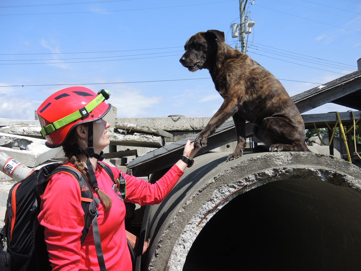 Jeanette VanDijk, maître-chien du VISDDAC, et Phoenix, un labrador, participent à un exercice de formation MUSAR à Work Point, le 31 mai. Photo : Peter Mallett/Lookout