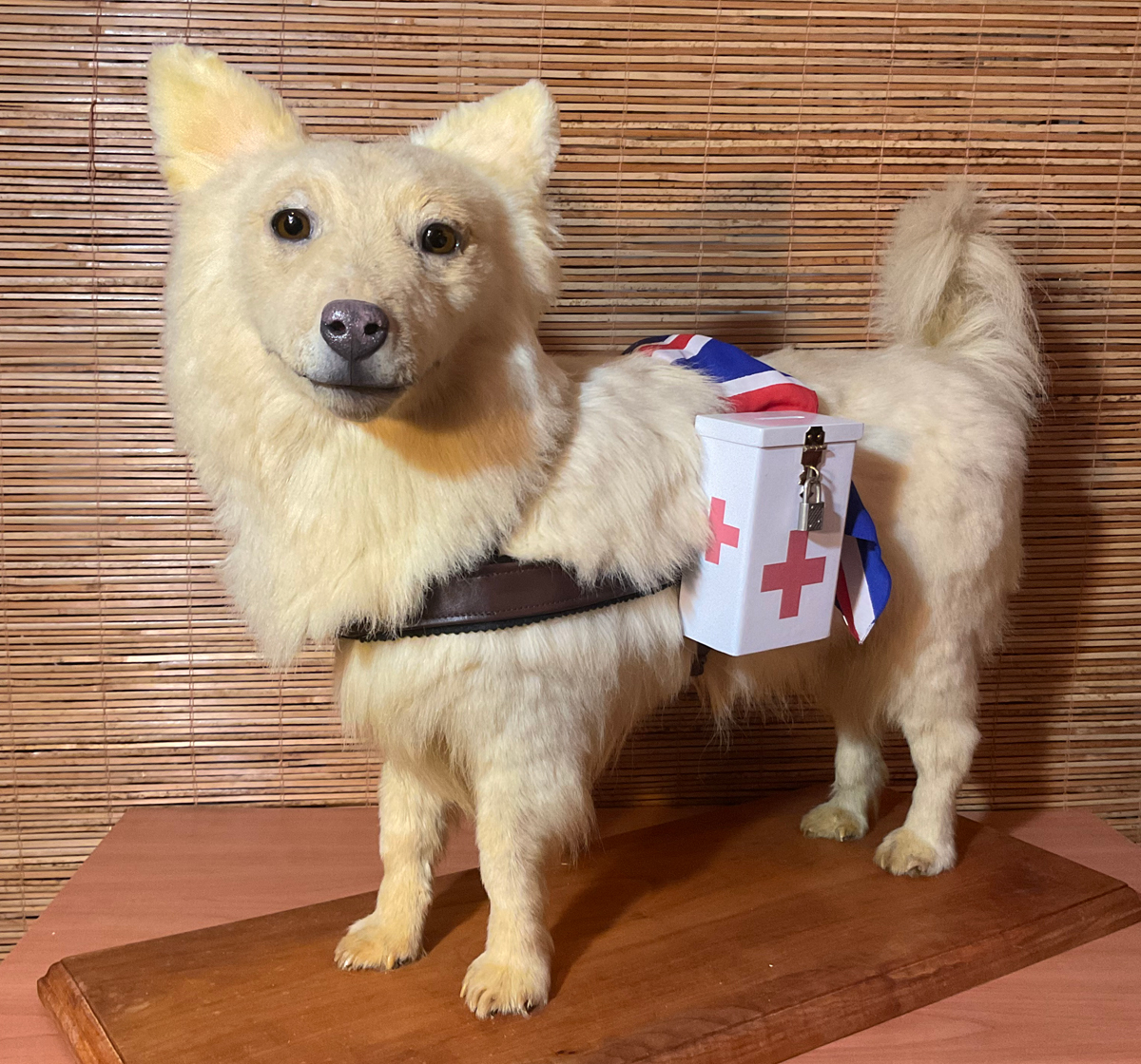 Restored Muggins wearing John's Union Jack kerchief. Photo: Peter Mallett, Lookout